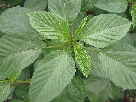 moroheiya